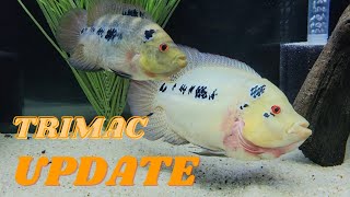 TRIMAC CICHLID UPDATE 72721 quotReintroduced Femalequot [upl. by Amanda]