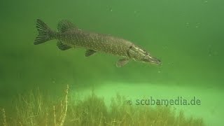 Tauchen im Echinger Weiher [upl. by Lem]