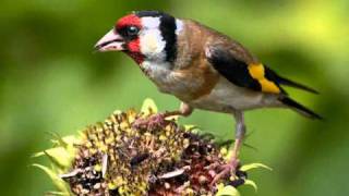 Голоса птиц  Щегол Carduelis carduelis [upl. by Susannah726]