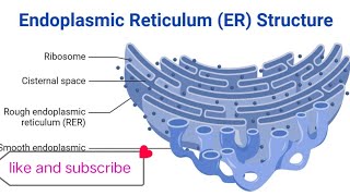 Endoplasmic reticulum class 9th simple info tamma hussain [upl. by Nosmas853]