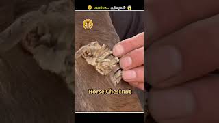 குதிரையோட கால்களில் முளைக்ககூடிய இது என்னது  Horse Chestnut  Animal Voiceover Tamil [upl. by Blackington]