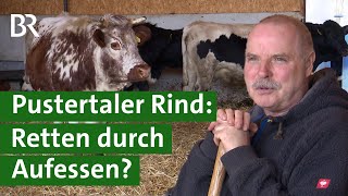 Vom Aussterben bedroht  das Pustertaler Rind  Unser Land  BR Fernsehen [upl. by Enibas387]