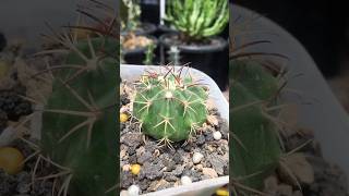 Melocactus Curvispinus grow new dark red thorns cactaceae cactusmania [upl. by Kutchins]