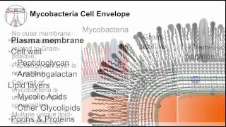 Tuberculosis Mycobacterial Cell Envelope [upl. by Varien]