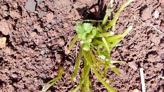 coentro germinandocoriander sproutingbrotes cilantrogermogliazione coriandoloKoriander sprießt [upl. by Eirbua]