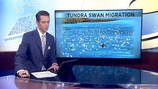 Migrating tundra swans make a pitstop near Brownsville [upl. by Reinhardt]