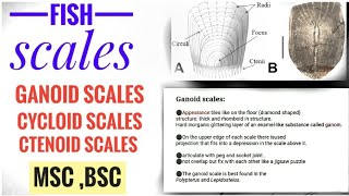 Fish scales types of fish scales  ganoid ctenoid cycloid [upl. by Gilliette]