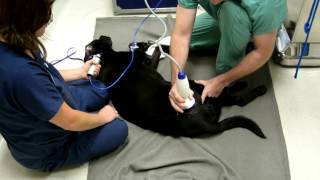 VersaTron4Paws shockwave for Hip arthritis in dogsDr Alan Cross [upl. by Reilly986]