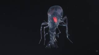 Deep sea amphipod Cystisoma swimming deep sea species from Mesopelagic zone MidAtlantic Ridge [upl. by Leelahk]