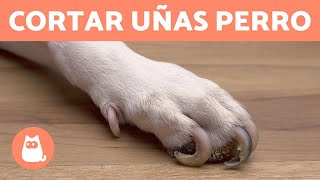 ¿Cómo cortar las uñas de tu perro en casa 🐶 PASO A PASO CON TRUCOS [upl. by Orofselet]