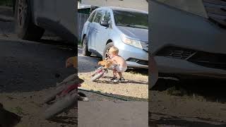 Toddler Takes Chicken on Ride on His Bike  1425401 [upl. by Ynot]