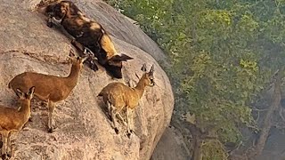 WILD DOGS HUNT ANTELOPE ON EDGE OF CLIFF [upl. by Heer]