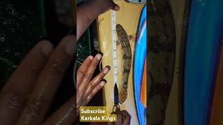 Biggest size Polypterus bichir Endlicherii Senegal fish feeding and growth India 🐠 fish fishvideo [upl. by Joshua]