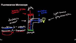 lecture 4 part 3 fluorescence microscope applications of fluorescence photobleaching [upl. by Ciardap]