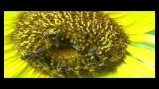 Bees Pollinating black oil sunflower [upl. by Yesak]