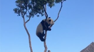 Funny Panda Clips  Panda Fails and Funny Moments  This Is China [upl. by Aretha592]