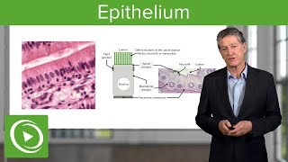 Epithelium – Histology  Lecturio [upl. by Itsyrc]