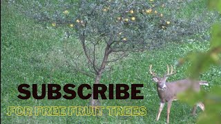 Unveiling the 2nd Step That Makes Bucks Go Crazy for Apple Trees [upl. by Sivaj362]