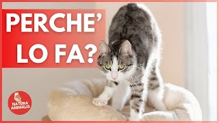 Perché i Gatti Fanno la Pasta Scopri i 5 Motivi Principali 😃🐱 [upl. by Yeldarb644]