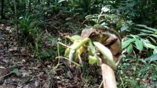 Big Lizard Eating 2 Praying Mantis at same time 🇹🇭Thailand Living [upl. by Nagel407]