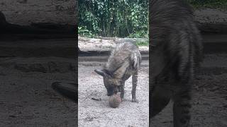 Hiena bermain bola hiena animals funny youtubeshorts [upl. by Panta]