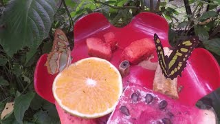 5 MINUTOS en la VIDA de un VIAJERO REAL  Mariposario del Jardín Botánico de Medellín [upl. by Chally627]