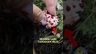 Segera Lari Jika Bertemu Tanaman Ini😰shorts plants farming trending viral [upl. by Naliorf]