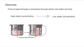 Osmosis and Osmotic Pressure [upl. by Aikemahs887]