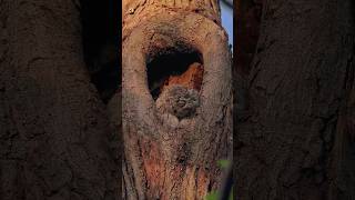 OWL SOUND  Eastern Screech Owl [upl. by Samella428]