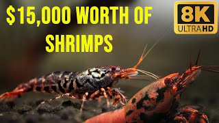 15000 Shrimp Tank A Look Inside the Most Expensive Shrimp Aquarium [upl. by Radley293]