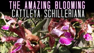 So Many Blooms on my Cattleya schilleriana Species Orchid Cattleya Care amp Organic Fertilizers I Use [upl. by Yecnuahc]