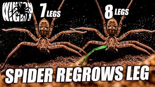 My Spider Grows from 7 legs to 8 legs  NEW LEG REGENERATION [upl. by Rochus659]