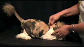 Skin Turgor Test for Dehydration in Cats and Dogs [upl. by Renrew659]