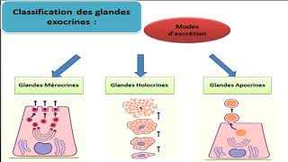 Cours dhistologie les épithéliums glandulaires [upl. by Ajit]