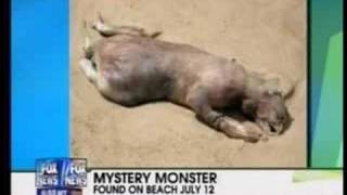 The Montauk Beach Monster Revealed [upl. by Mylan]