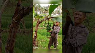 Paano ang tamang pagputol ng saging para hindi masira SEPT 16 2024 farming viralvideo [upl. by Llekim]