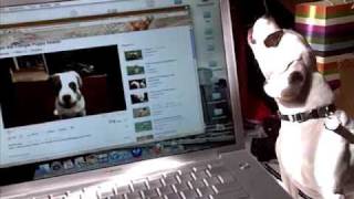 Adorable French BulldogBeagle Mix Frengle howls at a Youtube Video of himself [upl. by Downe]