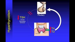 Understanding Thyroid Function Tests [upl. by Aititil]