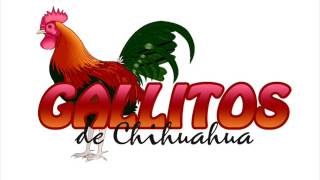 Los Gallitos de Chihuahua  Por Retenerte [upl. by Devland]