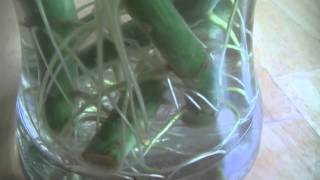 Propagating Dieffenbachia Cuttings from an Adult Plant [upl. by Kancler]