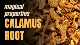 Magical Properties of Calamus Root [upl. by Finella757]