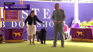 Belgian Sheepdogs  Breed Judging 2024 [upl. by Franza]