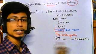 RNA purification [upl. by Ecinerev553]