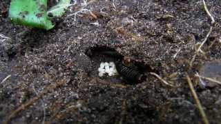 Earwigs and Baby Earwigs [upl. by Hermes685]