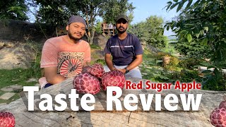 Red Sugar AppleCustard Apple Taste Review  Krishi App [upl. by Ahsan]