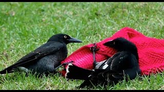 Pied Currawongs Playing with a Bath Mat [upl. by Clarence794]