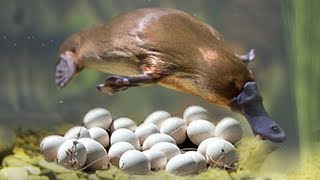 Great Mom Platypuses Laying Eggs And Cute Platypuses Moments [upl. by Petronille]