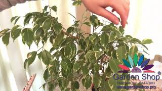 Comment bouturer un Ficus benjamina récupérer un Ficus [upl. by Khan]