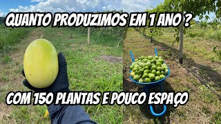 Produtividade do Maracujá em 500m2 150 plantas de BRS Gigante Amarelo da Embrapa [upl. by Anialad357]