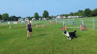 2024 AAC Agility Nationals Zed [upl. by Cowles]